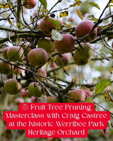 Fruit Tree Pruning Masterclass ( 10am - 12pm, Sunday 5th July 2026)