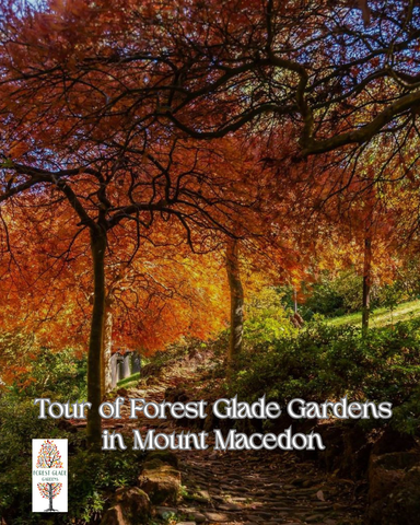 Tour of Forest Glade Gardens (1.00pm - 2.30pm, Sunday 15 Nov 2026)