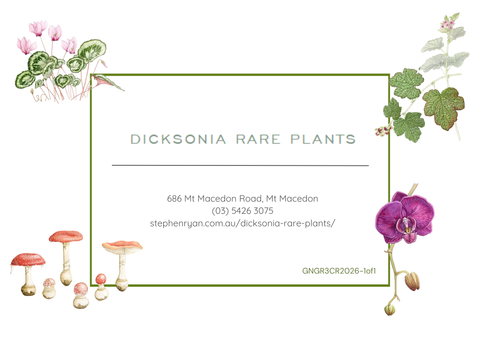 Gift Voucher for Dicksonia Rare Plants