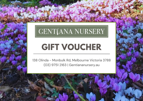 Gift Voucher for Gentiana Nursery